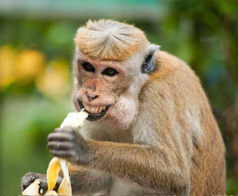 Erbil Zoo