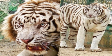 The arrival of two white tigers from South Africa to Erbil zoo.