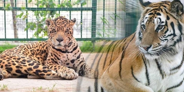 The international day of tigers